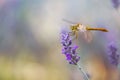 Dragonfly on lavender