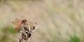 A common darter dragonfly Sympetrum striolatum resting on some dead vegetation whilst on the look out for prey and guarding his