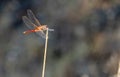 A common darter dragonfly Sympetrum striolatum resting in the sun, sunny day Royalty Free Stock Photo