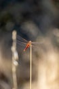 A common darter dragonfly Sympetrum striolatum resting in the sun, sunny day Royalty Free Stock Photo