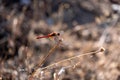 A common darter dragonfly (Sympetrum striolatum) resting in the sun, sunny day Royalty Free Stock Photo