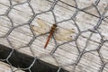 Common Darter Dragonfly Royalty Free Stock Photo