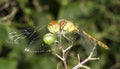 Common Darter with green elderberry