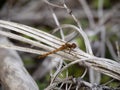 Common Darter ie Sympetrum striolatum in habitat, UK. Royalty Free Stock Photo