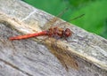 Common Darter male Dragonfly - Sympetrum striolatum at rest.