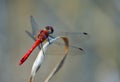 Common Darter Red Dragonfly Symetrum Strriolatum