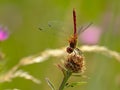 Common darter sitting on a overblown flower