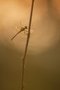 Female Common darter during sunset with beautiful sunny background.
