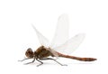 Common Darter - Sympetrum striolatum Royalty Free Stock Photo