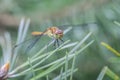 Common Darter - Sympetrum striolatum