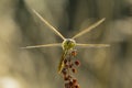 Common Darter (Sympetrum striolatum) front Royalty Free Stock Photo