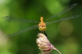 Common Darter Sympetrum striolatum front view Royalty Free Stock Photo