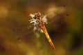 Common Darter, Sympetrum striolatum. Macro picture of dragonfly on the leave. Dragonfly in the nature. Dragonfly in the nature Royalty Free Stock Photo