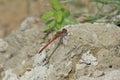 Common darter Sympetrum striolatum male Royalty Free Stock Photo