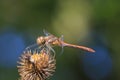 Common Darter Sympetrum striolatum male dragonfly Royalty Free Stock Photo