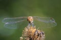 Common Darter Sympetrum striolatum male dragonfly Royalty Free Stock Photo