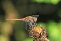 Common Darter Sympetrum striolatum male dragonfly Royalty Free Stock Photo