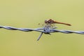 common darter (Sympetrum striolatum Royalty Free Stock Photo