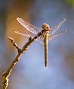 Common darter view from below Royalty Free Stock Photo