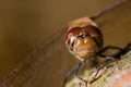 Common darter (Sympetrum striolatum) male compound eyes and frons Royalty Free Stock Photo