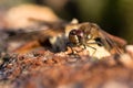 Common darter (Sympetrum striolatum) male Royalty Free Stock Photo