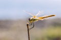 Common darter yellow dragonfly Royalty Free Stock Photo