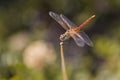 Common darter yellow dragonfly Royalty Free Stock Photo