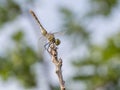 Common darter, young males Royalty Free Stock Photo