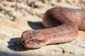 Common Death Adder Royalty Free Stock Photo