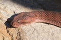 Common Death Adder Royalty Free Stock Photo