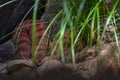 Common death adder, Acanthophis antarcticus, death snake native to Australia. Brown grey viper in the nature habitat, hidden in Royalty Free Stock Photo