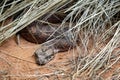 common death adder, Acanthophis antarcticus, is a quiet venomous snake common in Australia Royalty Free Stock Photo
