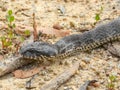 Common Death Adder (Acanthophis antarcticus) in Australia Royalty Free Stock Photo