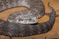 Common Death Adder Royalty Free Stock Photo