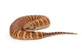 Common Death Adder Snake Coiled Up Royalty Free Stock Photo