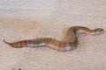 Common death adder at snake show