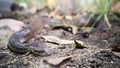 Common death adder snake