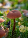 Common Deceiver Mushroom Royalty Free Stock Photo