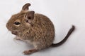 Common Degu, Brush-Tailed Rat, Octodon degus Royalty Free Stock Photo