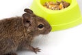 Common Degu, Brush-Tailed Rat, Octodon degus Royalty Free Stock Photo