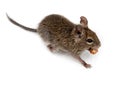 Common Degu, Brush-Tailed Rat, Octodon degus