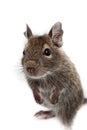 Common Degu, Brush-Tailed Rat, Octodon degus