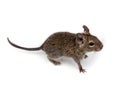 Common Degu, Brush-Tailed Rat, Octodon degus Royalty Free Stock Photo
