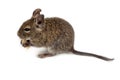 Common Degu, Brush-Tailed Rat, Octodon degus