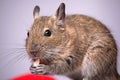 Common Degu, Brush-Tailed Rat, Octodon degus Royalty Free Stock Photo