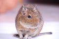 Common Degu