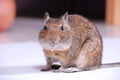 Common Degu Royalty Free Stock Photo