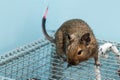 The common degu with an injured tail Royalty Free Stock Photo