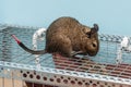 The common degu with an injured tail. Royalty Free Stock Photo