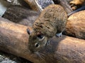 The Common Degu Octodon degus, The Degu or Gewohnliche Degu